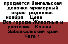 продаётся бенгальская девочка(мраморный окрас).родилась 5ноября, › Цена ­ 8 000 - Все города Животные и растения » Кошки   . Забайкальский край,Чита г.